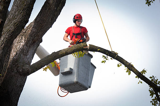 Best Best Tree Removal Services  in Home, WA